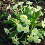 British Soil primroses