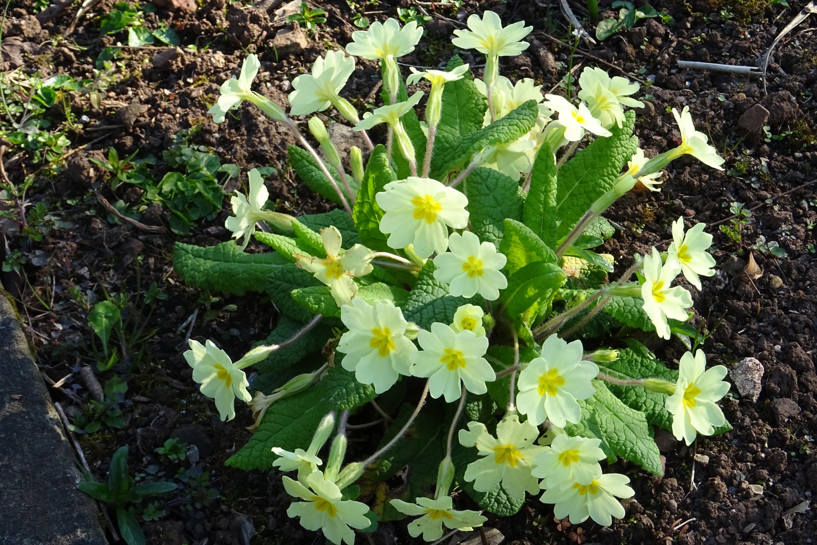 British Soil primroses