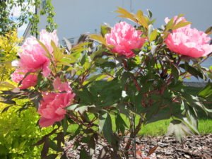 Lovely pink peony planted in SS2 screened topsoil