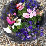 Summer bedding plants in British Soil Supagrow topsoil