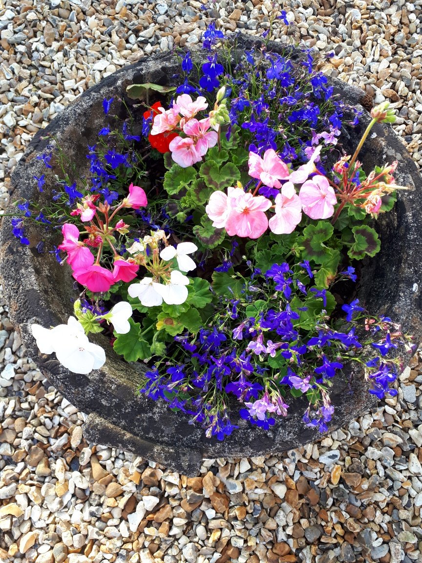 Summer bedding plants in British Soil Supagrow topsoil