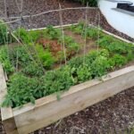 Raised bed planted using Supagrow