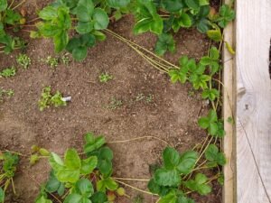 Wild rocket seeds planted straight into Supagrow - one week growth